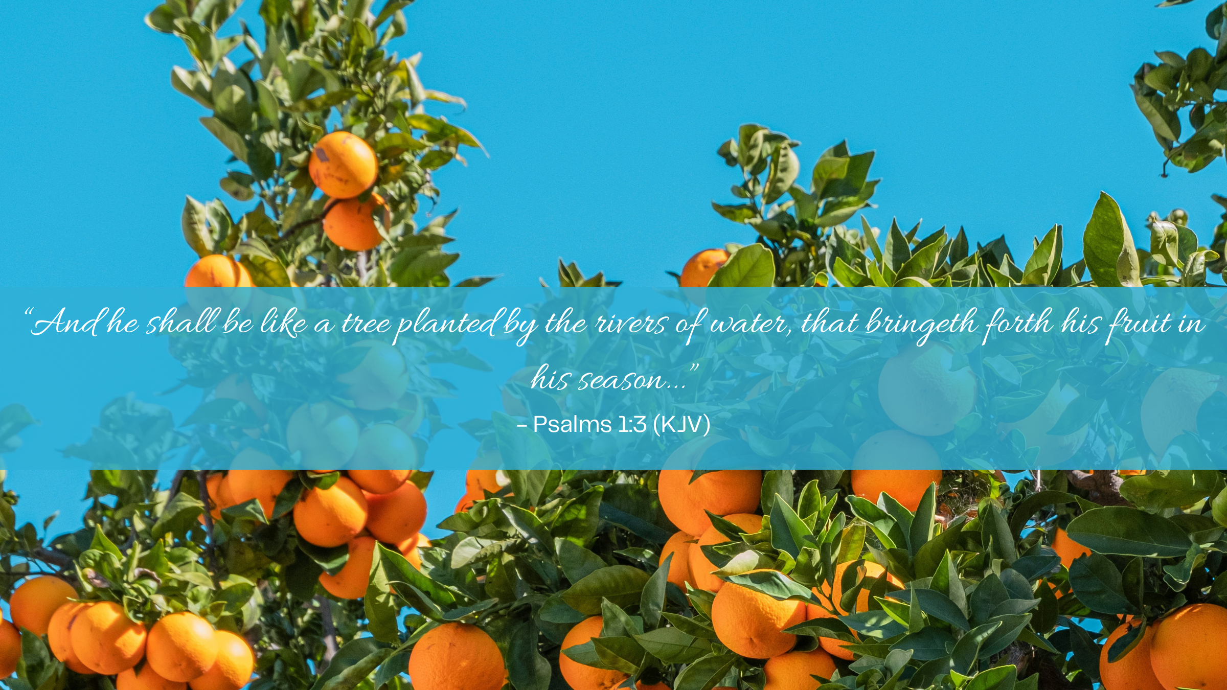 Psalms 1:3 (WEB)